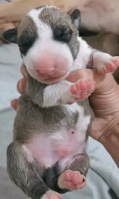 Bull Terrier  Chiot N°2 Of The Little Troublemaker photo 2
