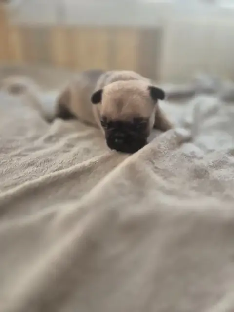 Bouledogue Français  Chiot N°3 Le Domaine D'Oscar photo 2