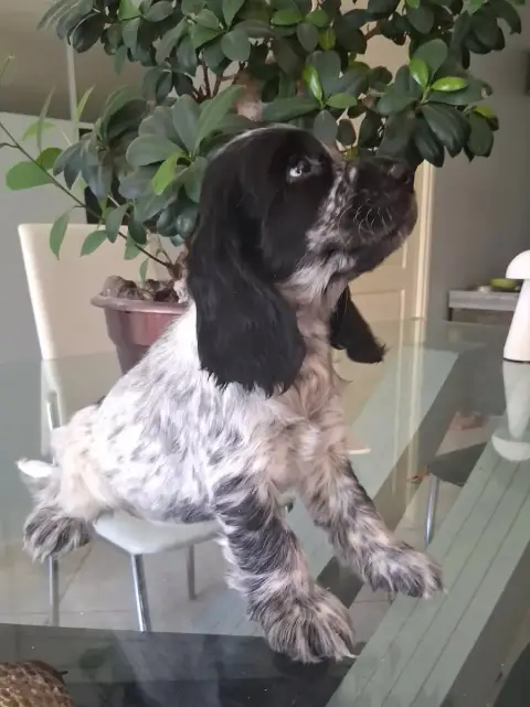 Cocker Spaniel Anglais  Chiot 1 Bleu Du Bois Des Volc 951bc photo 3