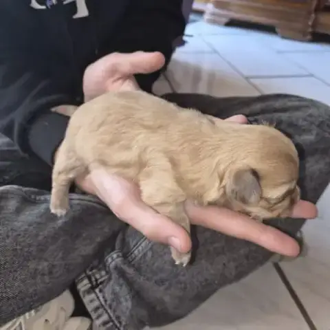 A Réserver  2 Mâles Chiot Chihuahua Poil Long