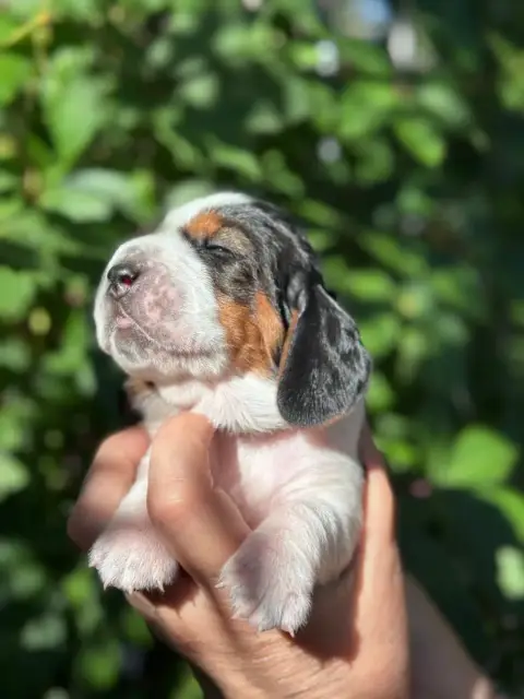 Basset Hound  Brisefer Collier Violet Tricolore Du Be 07d11