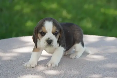 Beagle  Chiot N°4 Forgiveness American Dog