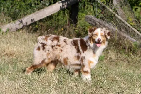 Berger Australien  Chiot N°1 Du Rêve Des Joyaux photo 3