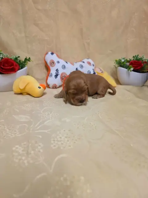 Cocker Spaniel Anglais 
                        B.... 134b0 photo 3