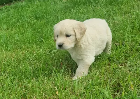 Golden Retriever photo 3