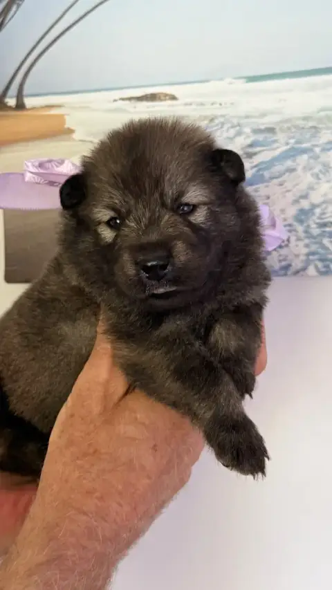 Eurasier photo 3