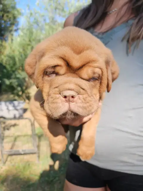 Dogue De Bordeaux 
                        Collier Gr 1c6ac