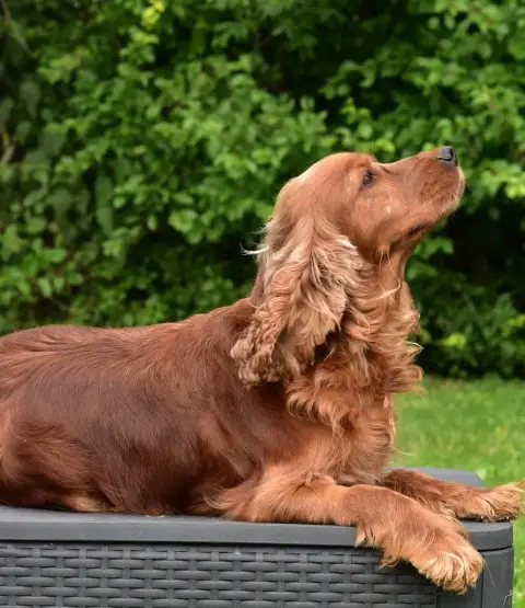 Cocker Spaniel Anglais  Ussia D'Oup- photo 2