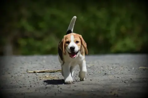Beagle  Breizh De La Vallée Caid photo 3