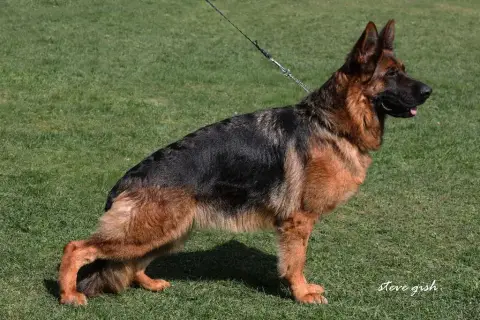 Berger Allemand Poil Long  Bart Du Clos De Bevell photo 3