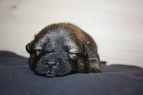 Eurasier  Collier Rouge Des Oursons De La Fee photo 3