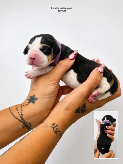 Beagle  Chiot 2 Collier Violet Corsicahusky