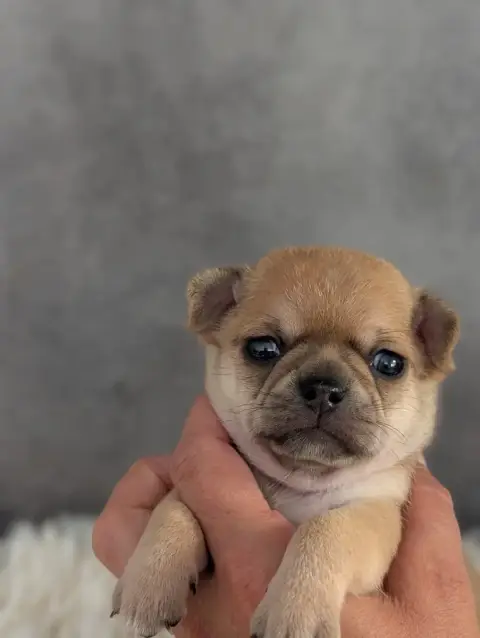 Chihuahua  Chiot N°1 De La Contrée Des Elfes photo 3