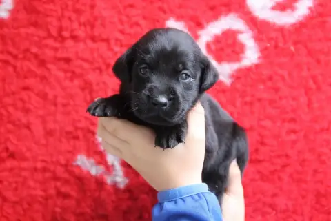Labrador Retriever  Chiot N°4 Brush Master