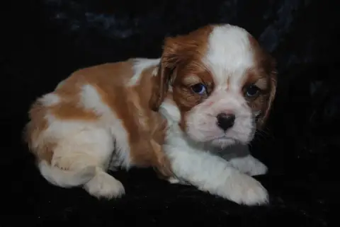 Cavalier King Charles Spaniel  Bella De La Colline Au 39386 photo 2