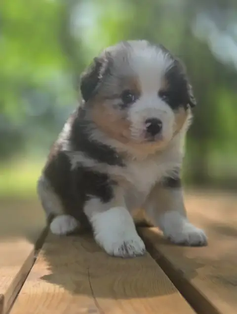 Berger Australien  Chiot N°4 Du Rêve De Shanizo Lo