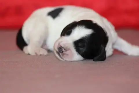 English Springer Spaniel photo 2