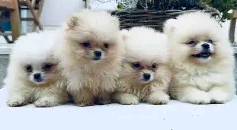 Spitz Allemand  Chiot N°1