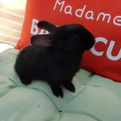 Lapin Mâle, 2 Mois