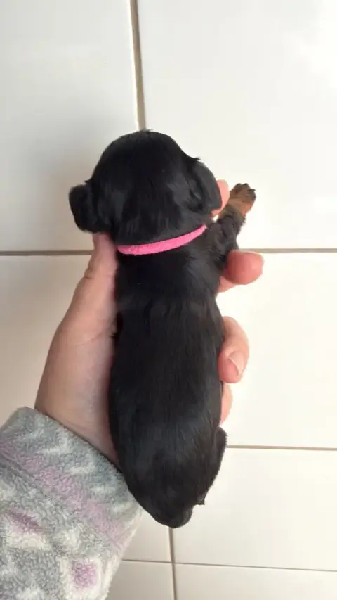 Cavalier King Charles Spaniel  Chiot N°3 Des Eternels bb184