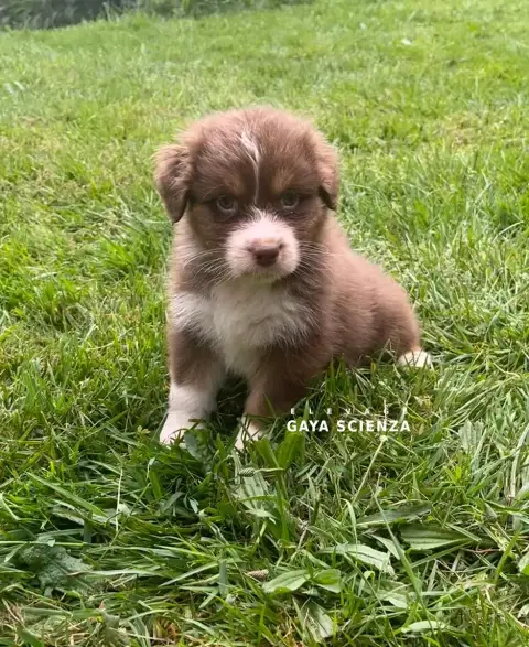 Berger Australien  Chiot N°10 Des Monts De La Gaya Sc 1a78d