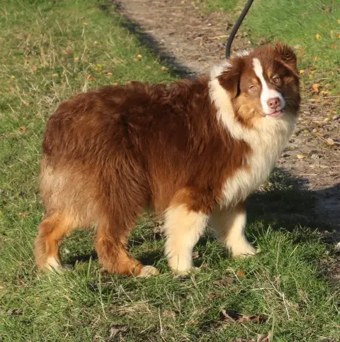 Berger Australien  Chiot N°2 Du Domaine De La Canurie b81d8 photo 2