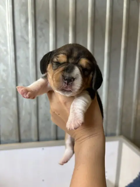 Beagle  Chiot N°3 De L’Echo Montois