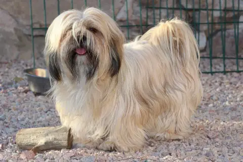 Lhassa Apso  Bb Des Gardiens Des Reves Sous Dun photo 3