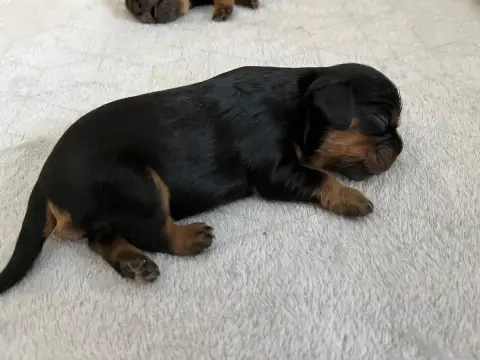 Cavalier King Charles Spaniel  Chiot N°3 Of Rapsody Q cdf14 photo 3