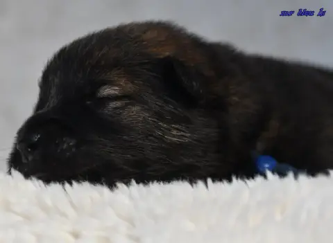 Eurasier  Chiot 6 Des Legendes De Retz