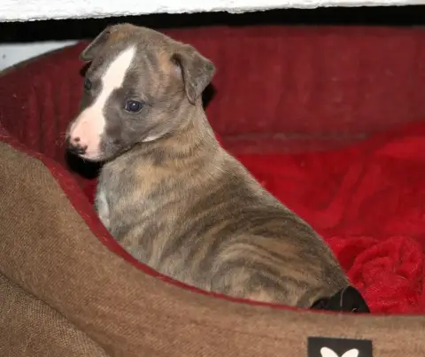 Whippet  Bird Parker De Tetiaroa