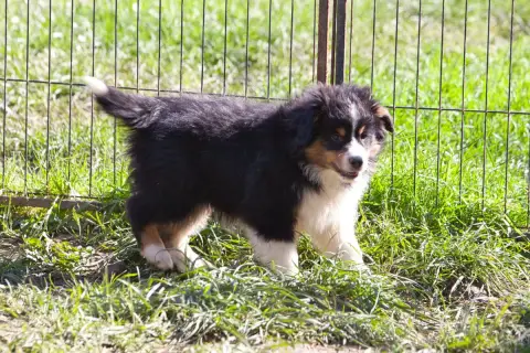 Berger Américain Miniature  Chiot 2 Des Landettes De  39834 photo 2