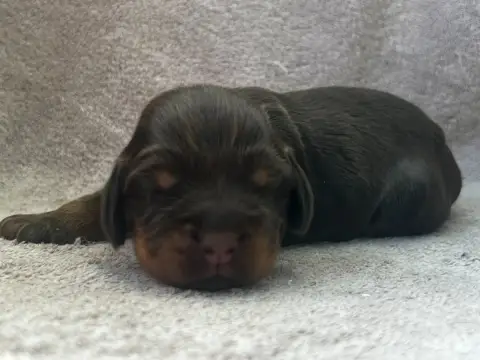 Cocker Spaniel Anglais  Collier Orange - photo 2