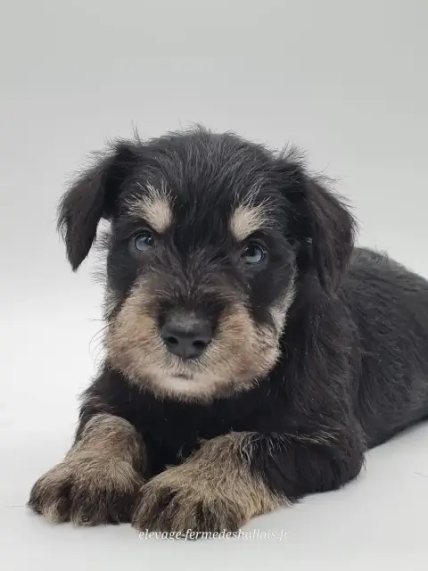 Schnauzer Miniature  Boromir Du Mont De La Chenaie