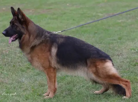 Berger Allemand  Chiot N°2 Du Domaine De Sanctae Cruc 4b24a photo 3