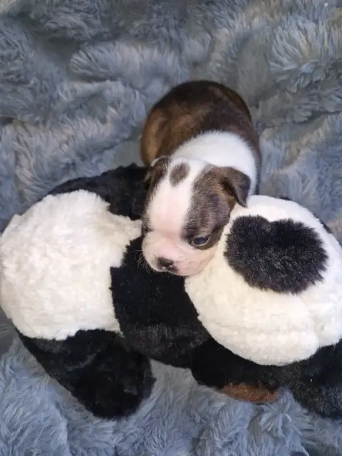Boston Terrier  Baloo La Patouille Des Forges photo 2