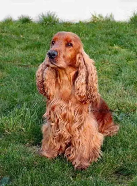 Cocker Spaniel Anglais photo 3