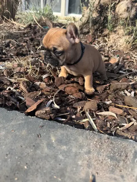 Bouledogue Français  Collier Noir Du Marais