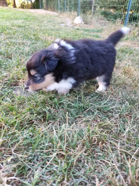 Shetland Sheepdog  Barry White Du Val De Kiwitam