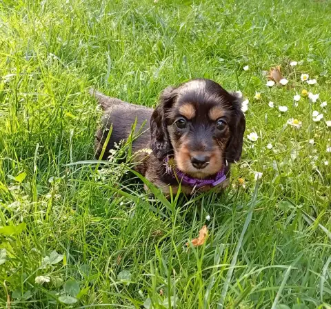 Teckel Poil Long  Chiot Violet Ace Of Wonderland photo 2