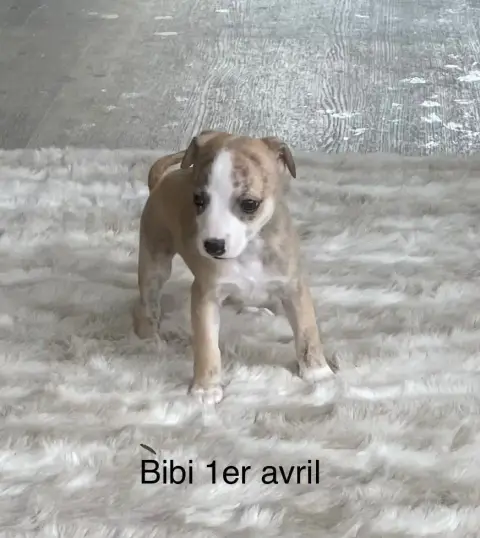 Whippet  Bibi Du Domaine De Peyrazet photo 2