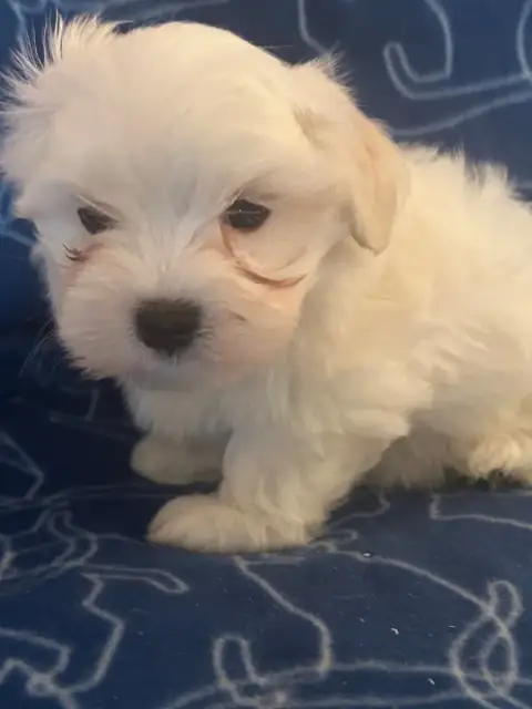 Bichon Maltais  Bob Du Hameau De Roxane