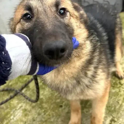 Nera Jeune Chienne Attend Sa Famille Pour La Vie
