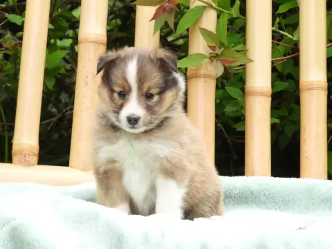 Shetland Sheepdog  Chiot N°1 Du Sapin Vert