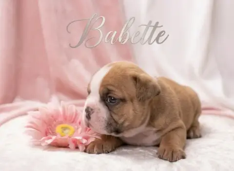 Bulldog Anglais  Babette Of Bulldog For Ever photo 2