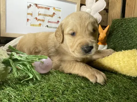Golden Retriever  Chiot N°2 Des Étoiles De Woodcock cb867