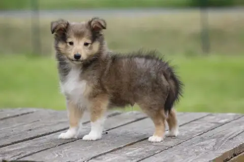 Shetland Sheepdog  Chiot N°2 De L'Angelarde photo 3