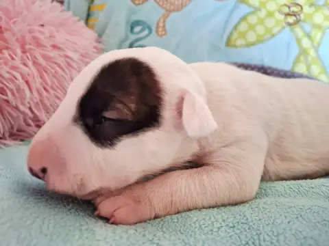 Bull Terrier  Blood Du Domaine De Babylone