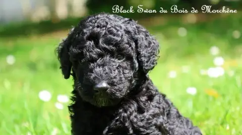 Caniche  Black Swan Du Bois De Morchène