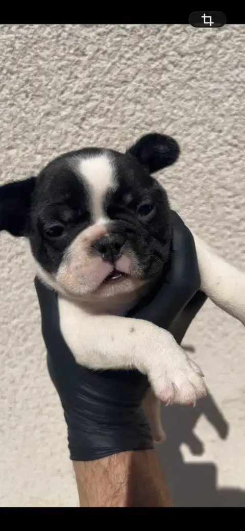 Bouledogue Français 
                        Chiot N° 37484
